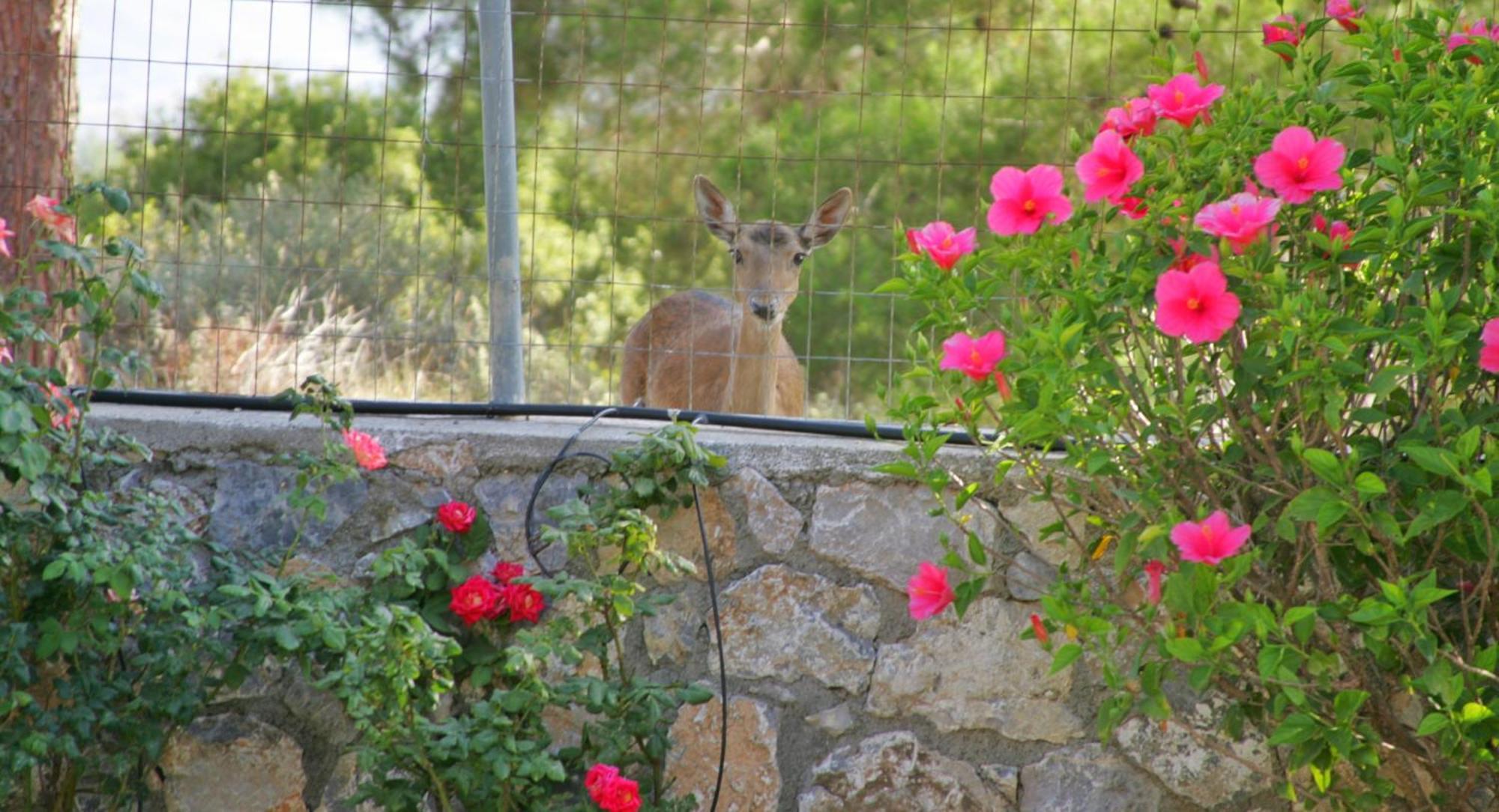 Dora'S House Villa Istrios ภายนอก รูปภาพ